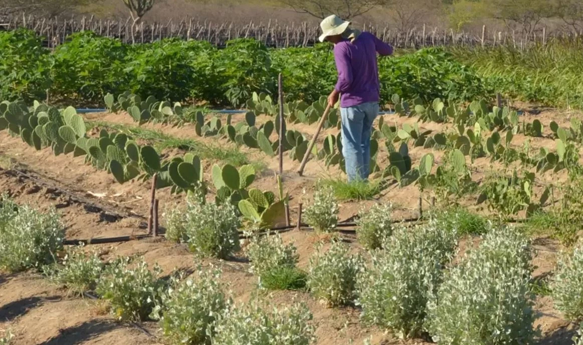 A lei amplia os incentivos para operações de crédito rural protegidas por seguro rural.