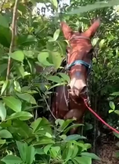 VÍDEO: jovem morre após ser arrastado por burro na zona...