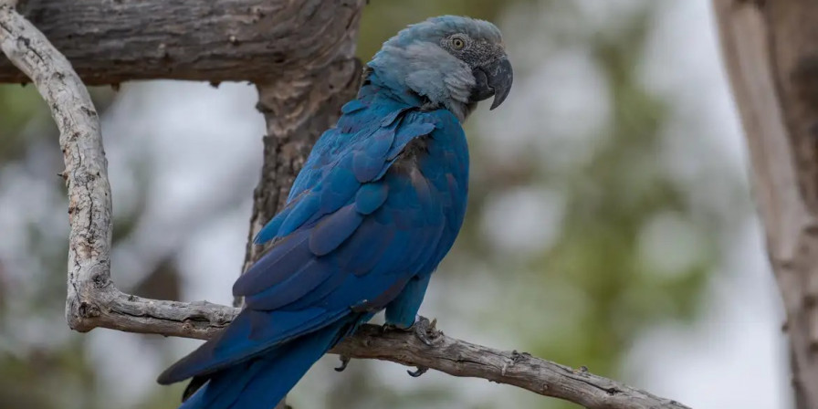 Ararinhas-azuis resgatadas no Brasil diagnosticadas com circovírus