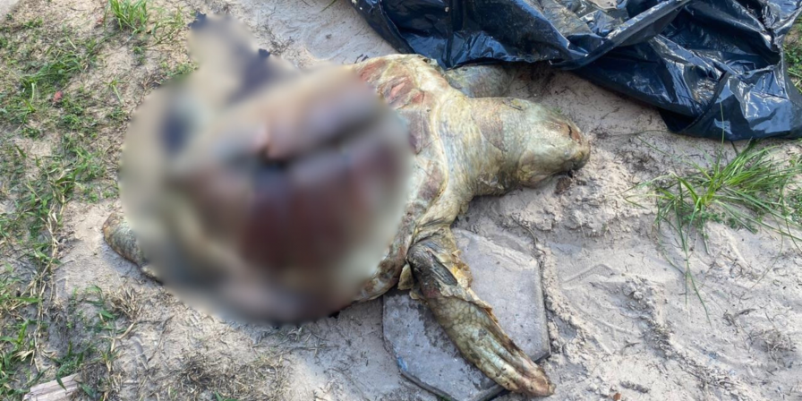Tartaruga Marinha Encontrada Morta
