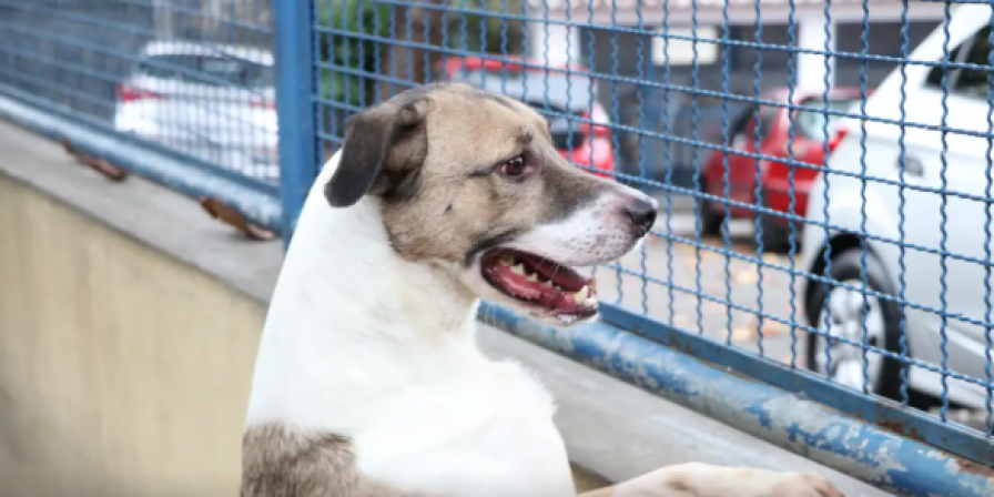 Fogos de Artifício e Animais