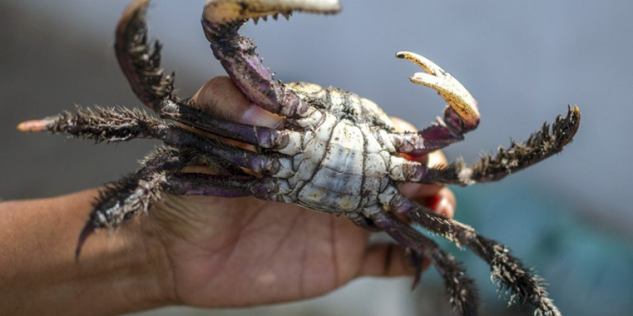 Período de defeso do caranguejo-uçá publicado