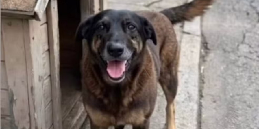 Cão comunitário morto em Florianópolis