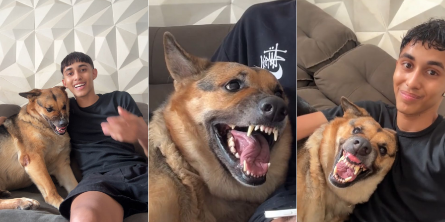 Safhira: a pastora-alemã 'rabugenta'