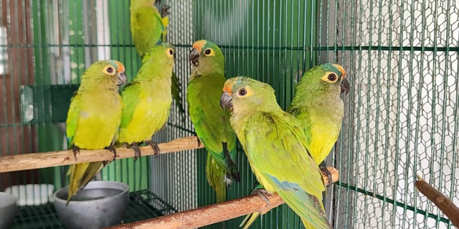 Periquitos resgatados após queda de árvore