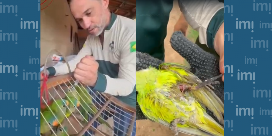 Vídeo: 23 periquitos em tratamento após queda de árvore