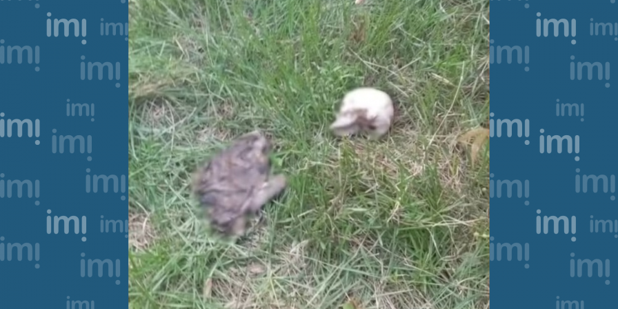 Esqueleto humano encontrado no MA