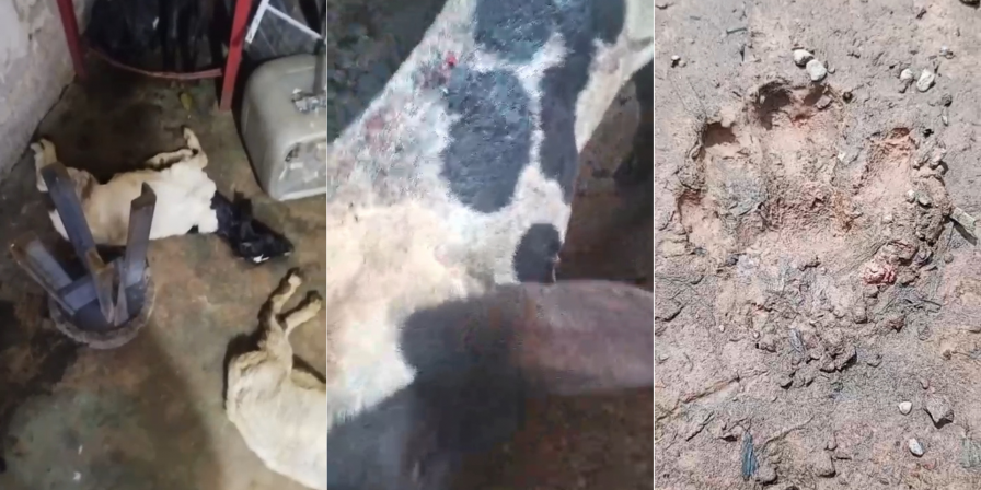 Ataques de Felino em Bacabal