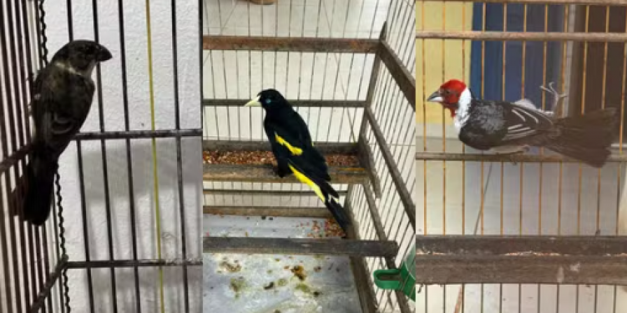 PRF resgata animais silvestres no MA