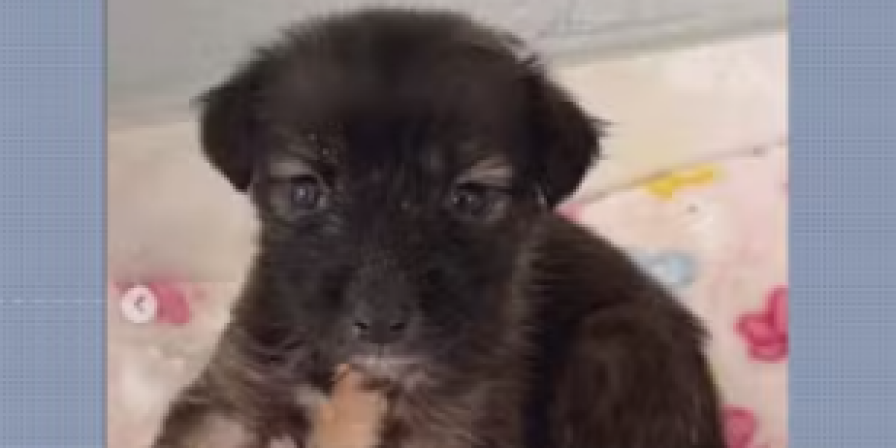 Maus-tratos a animais em Santa Inês