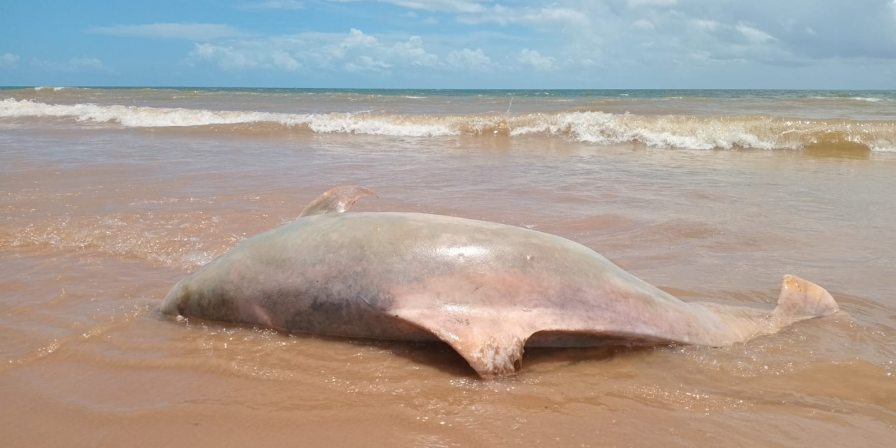 Golfinho encontrado morto em São José de Ribamar