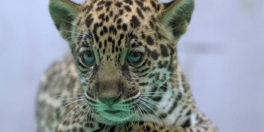 Onça-pintada nasce em bioparque