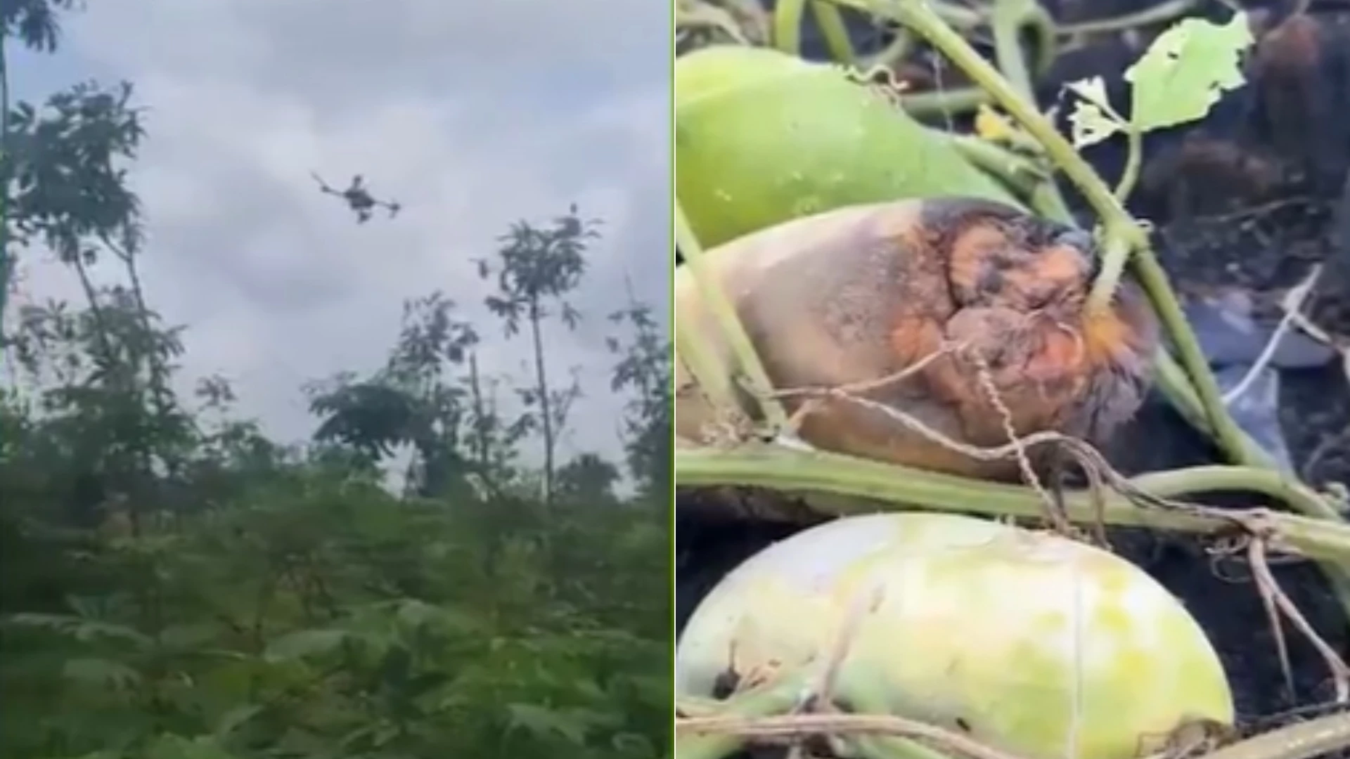 Reportagem da TV Mirante contou a história de lavradores que tiveram plantação atingida por drone pulverizador. (Foto: Reprodução/TV Mirante)