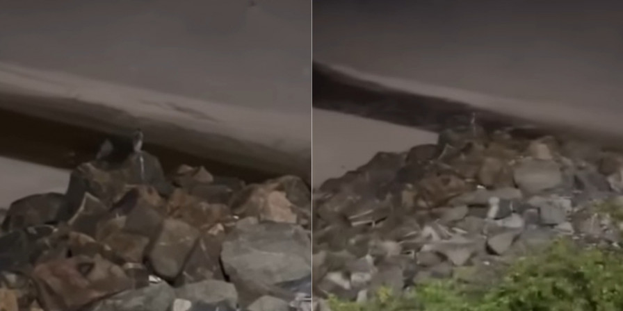 Pinguim avistado em praia de São Luís