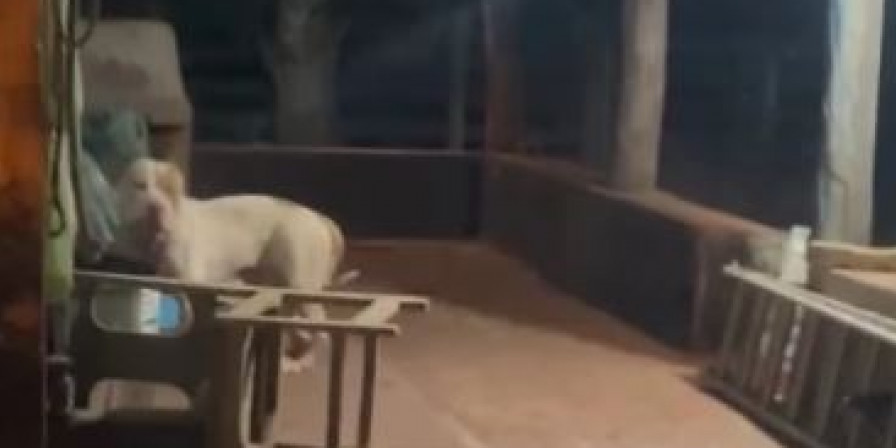 Pitbull mata tutora em Bacabal