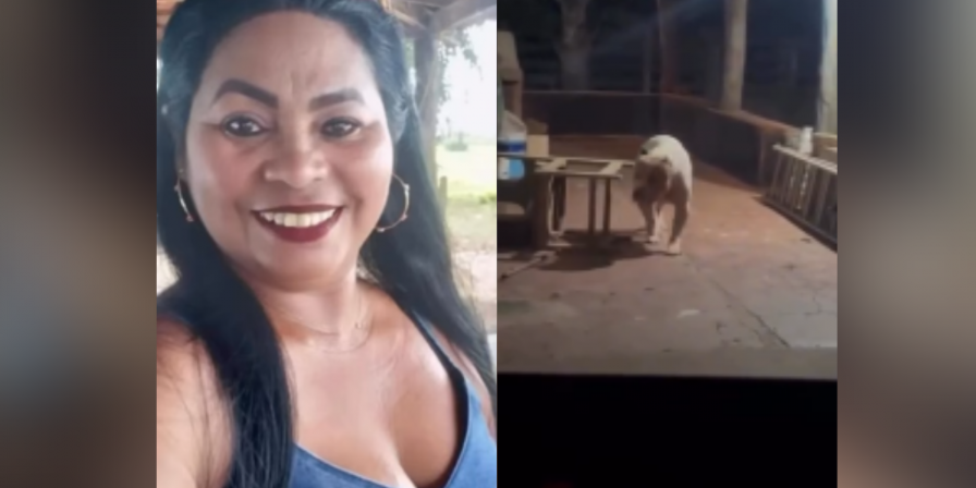 Pitbull Mata Tutora em Bacabal