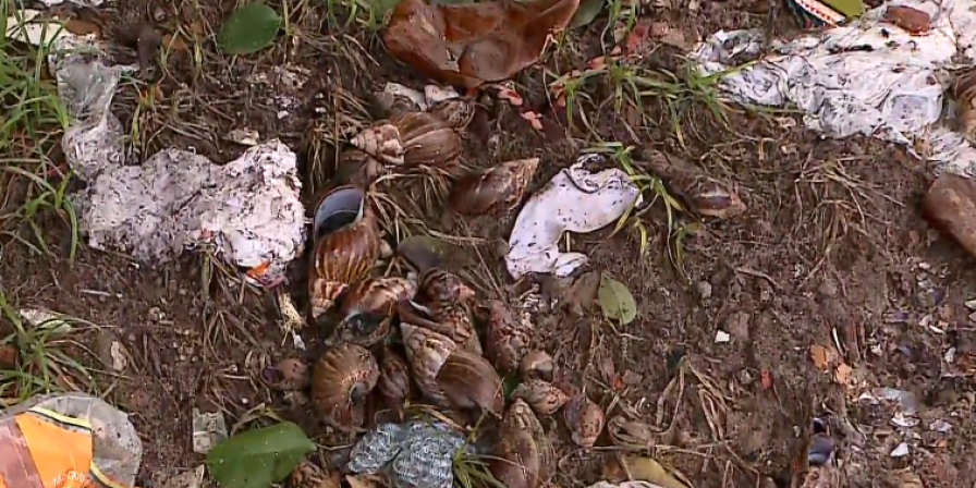 Caramujos invadem casas em São Luís
