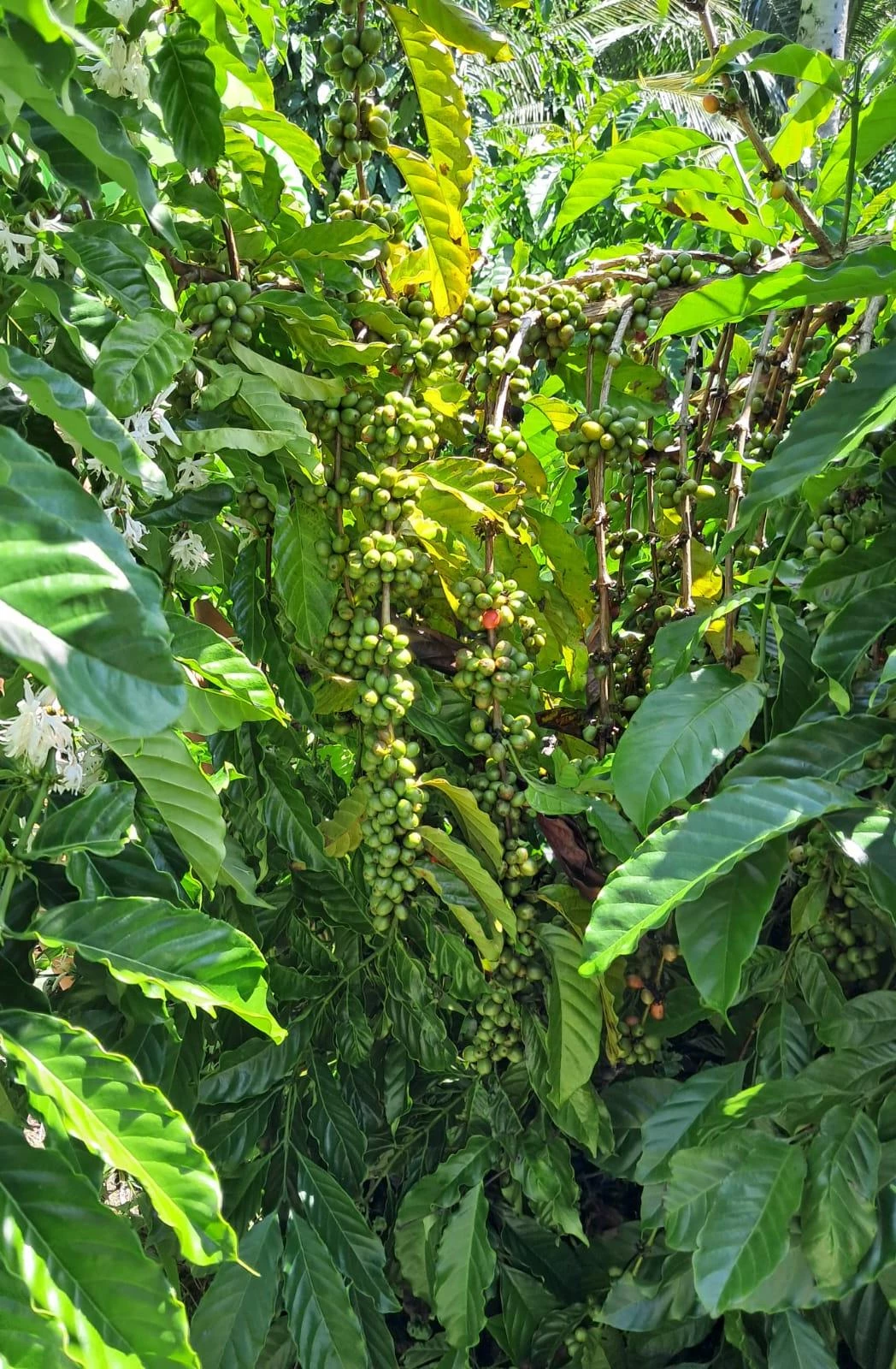 Cultivo de café Conilon em São Luís.