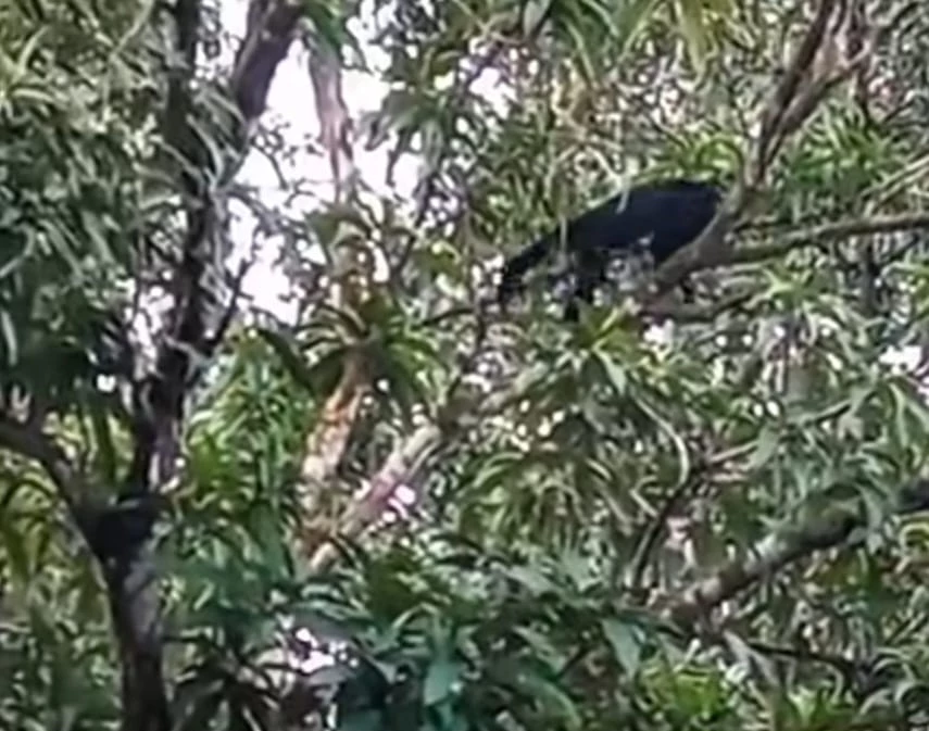 Moradores relatam ataques de macaco no povoado São Simão, em Rosário., no Maranhão.