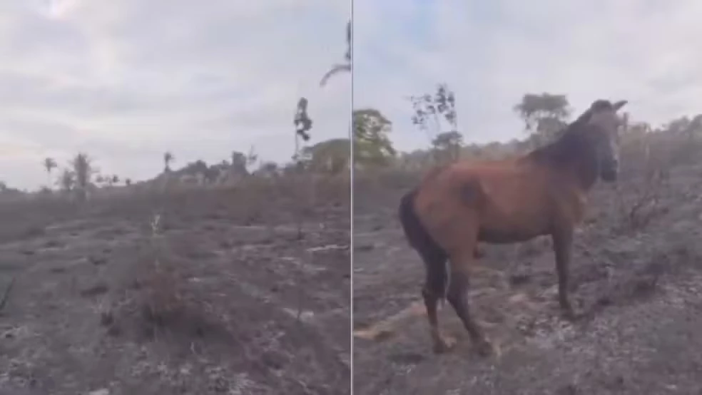 Animais estavam em uma pastagem no município de Sítio Novo quando foram atingidos pelas chamas; Polícia Civil apura as causas.
