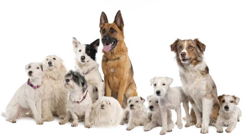 A transmissão da Leishmaniose Visceral Canina ocorre pela picada das fêmeas infectadas do Lutzomyia spp