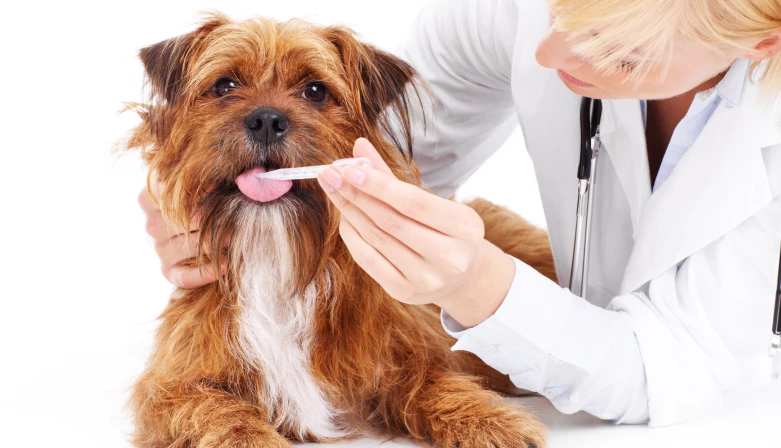 Veterinário fará bateria de exames para saber da saúde do animal