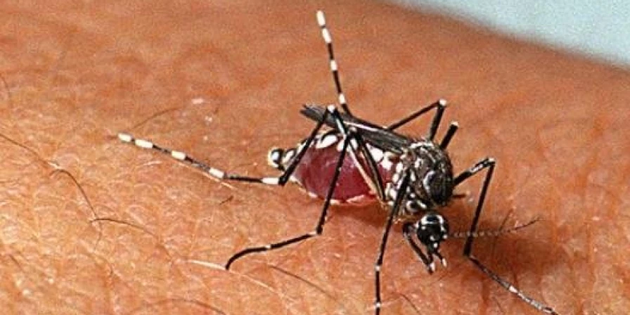 Aedes aegypti, mosquito transmissor da dengue