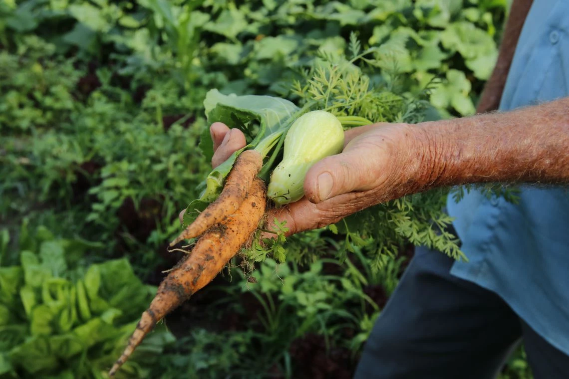 Produtor rural exibe cenoura e chuchu colhidos em lavoura da região do centro-oeste brasileiro