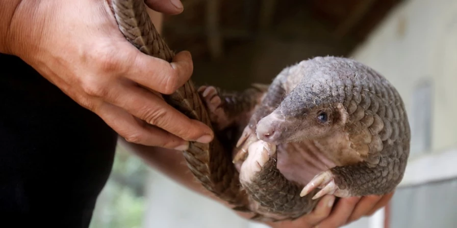 Homem segura pangolim, um dos animais silvestres mais traficados da Ásia e possível vetor de transmissão do novo coronavírus