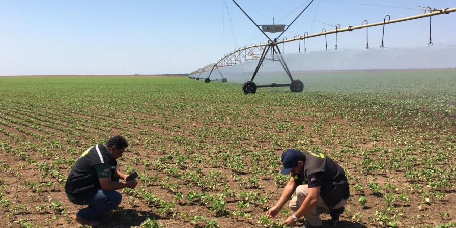 Fiscais da Agência Estadual de Defesa Agropecuária do Maranhão (Aged) durante ação em lavoura de soja