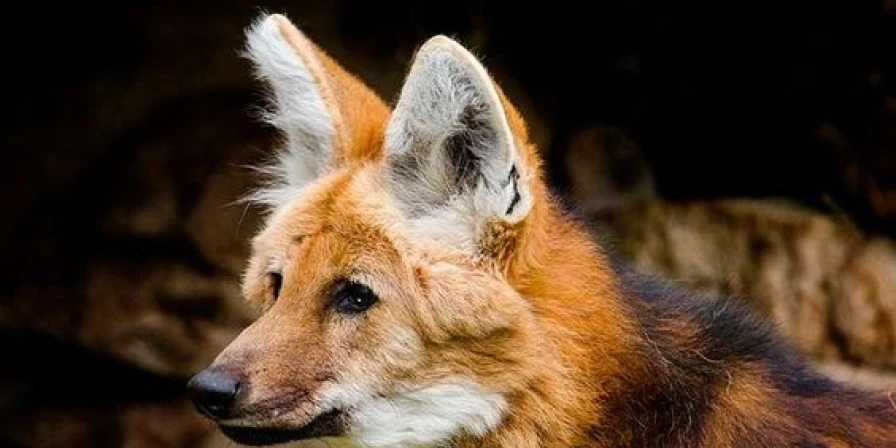 Elegante e discreto, o lobo-guará é o maior canídeo silvestre da América do Sul