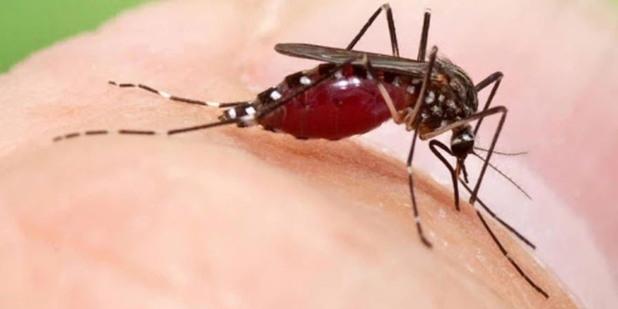 Aedes aegyoti transmite dengue, Chikungunya e zika