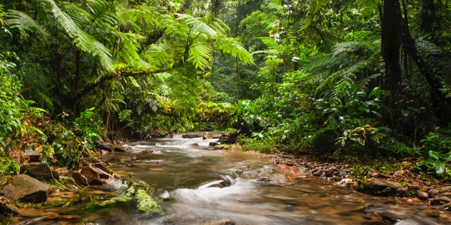 A Serra do Mar é considerada uma das florestas mais ricas em biodiversidade do mundo