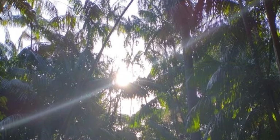 Parque Botânico da Vale oferece programação com temas voltados à sustentabilidade